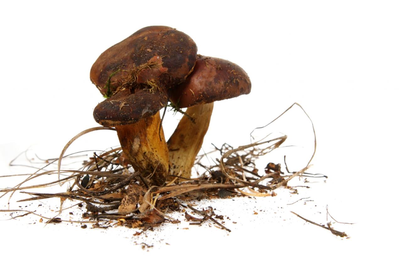 Mérieux NutriSciences_Mushroom Mérieux NutriSciences_Mushroom