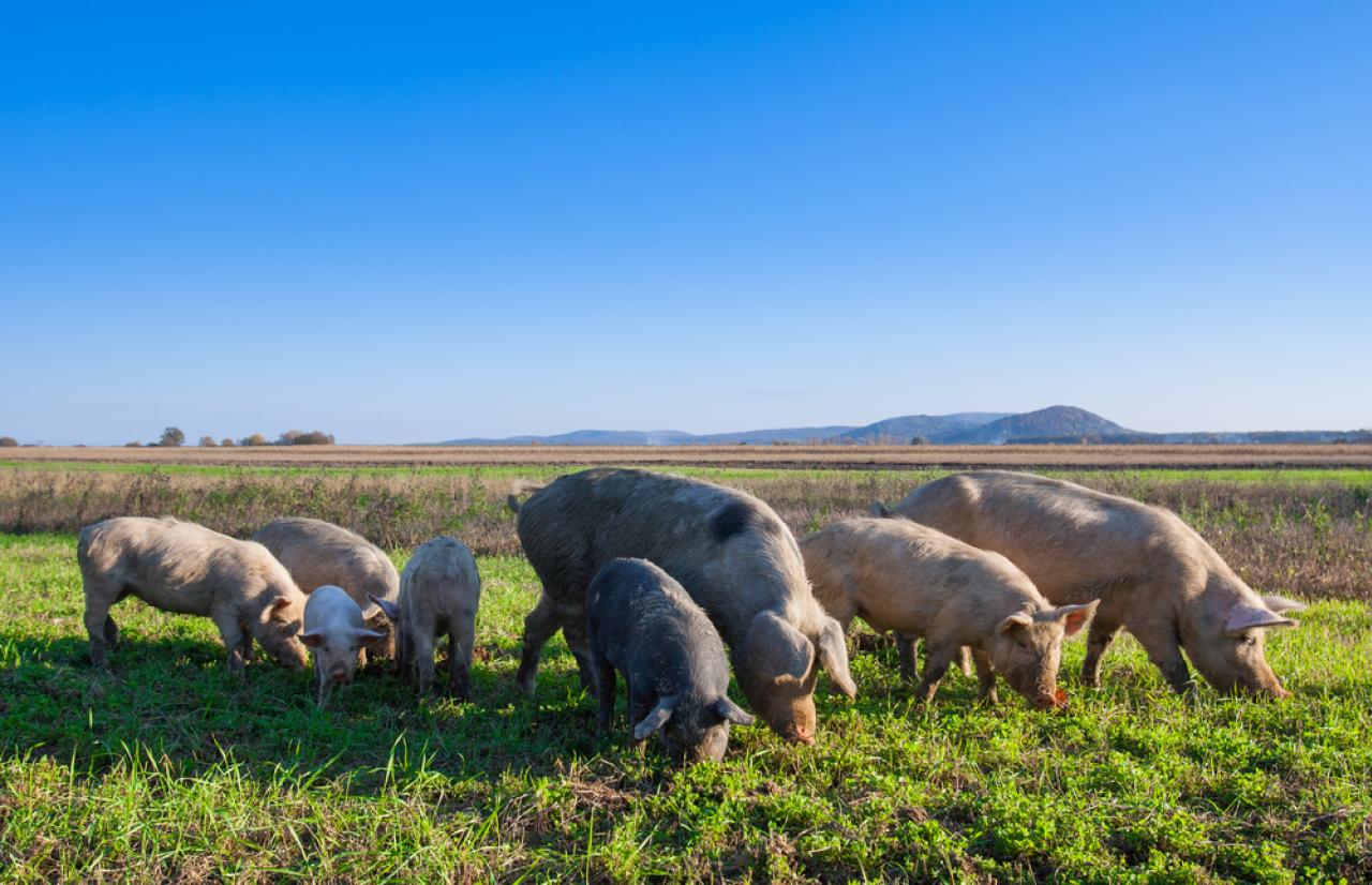 Mérieux NutriSciences_Pigs Mérieux NutriSciences_Pigs