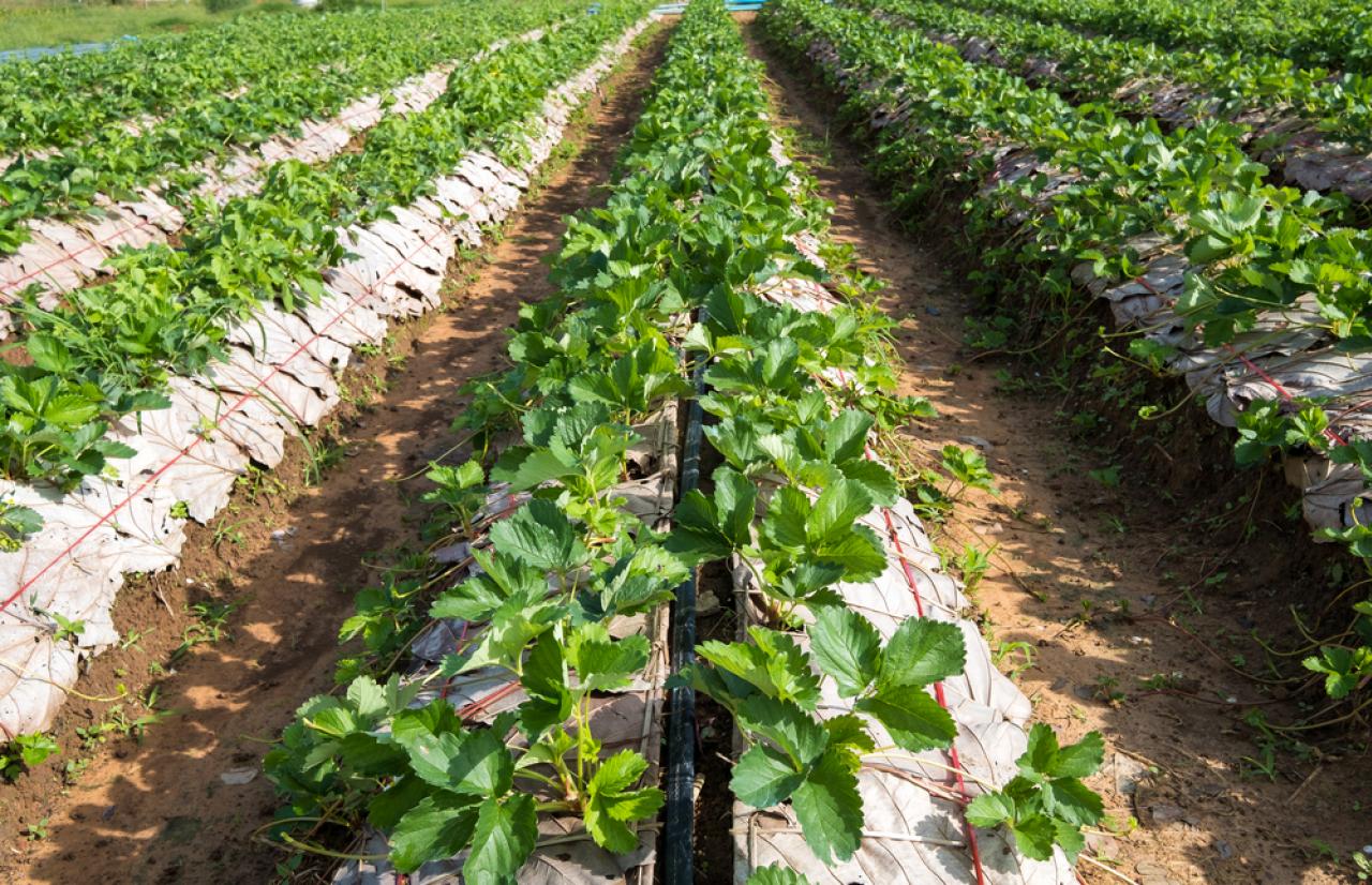 Mérieux NutriSciences_Field Mérieux NutriSciences_Field