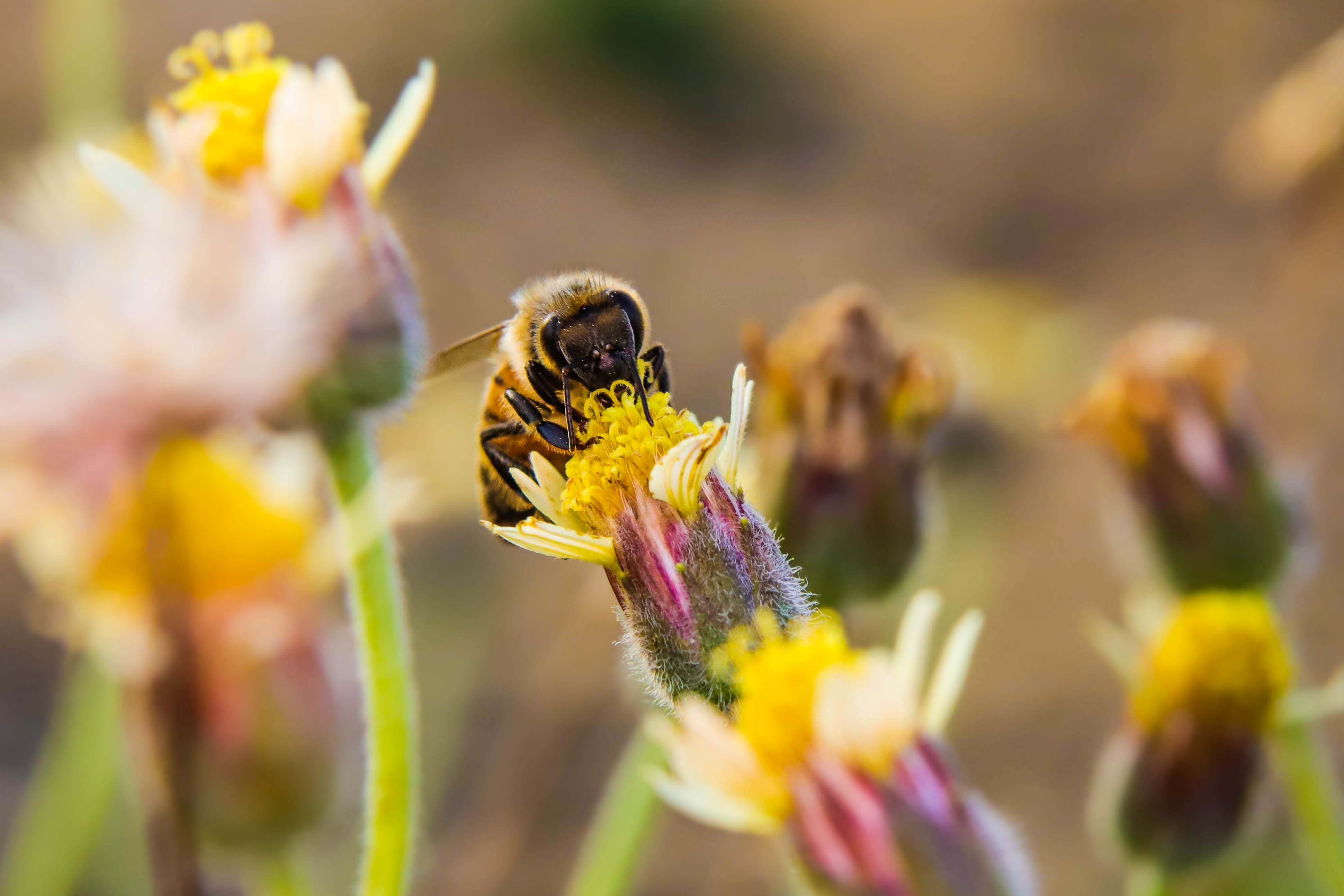 Mérieux NutriSciences_Bee