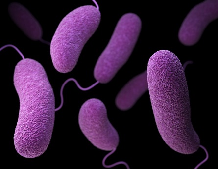 SALMONELLA, THE MOST COMMON CAUSE OF FOOD-BORNE OUTBREAKS ...