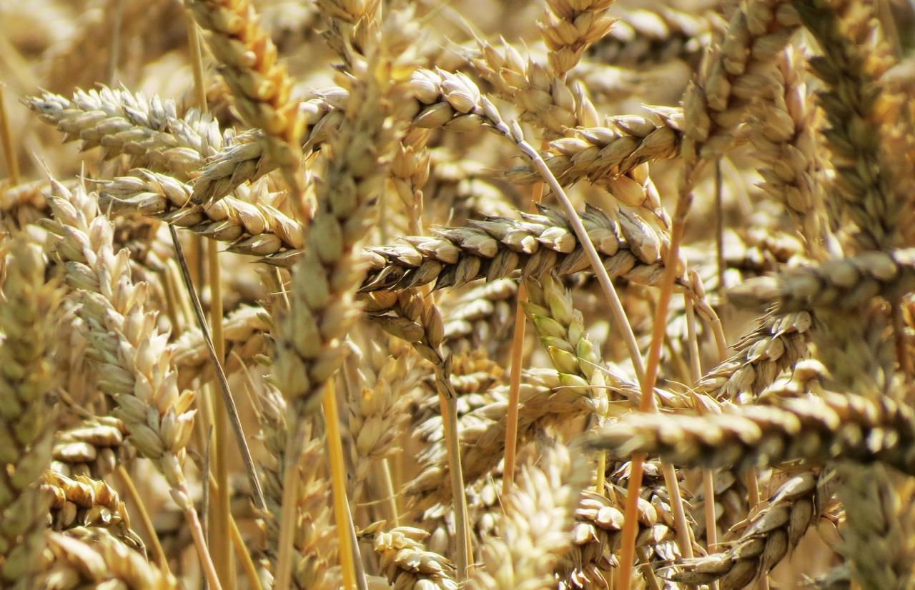 Mérieux NutriSciences_ Agrifood Mérieux NutriSciences_ Agrifood