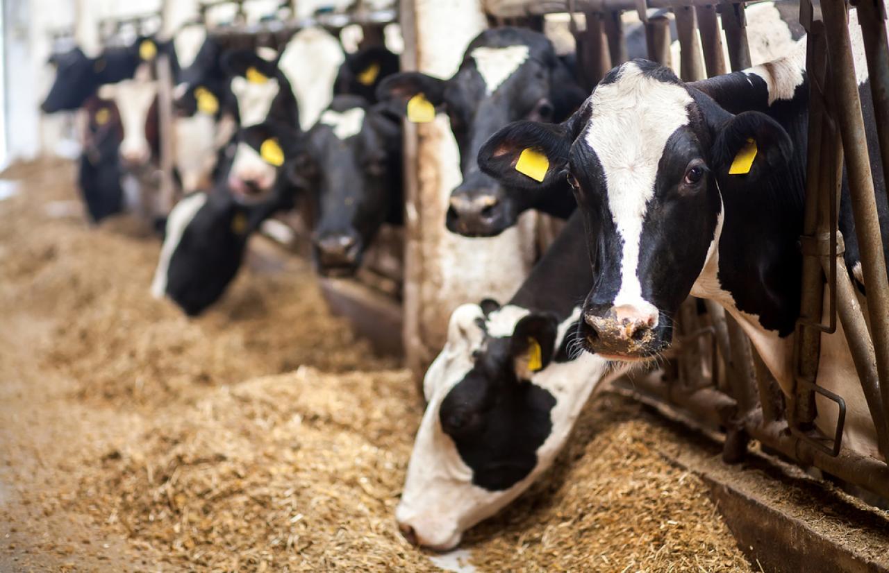Mérieux NutriSciences_AnimalFeed Mérieux NutriSciences_AnimalFeed