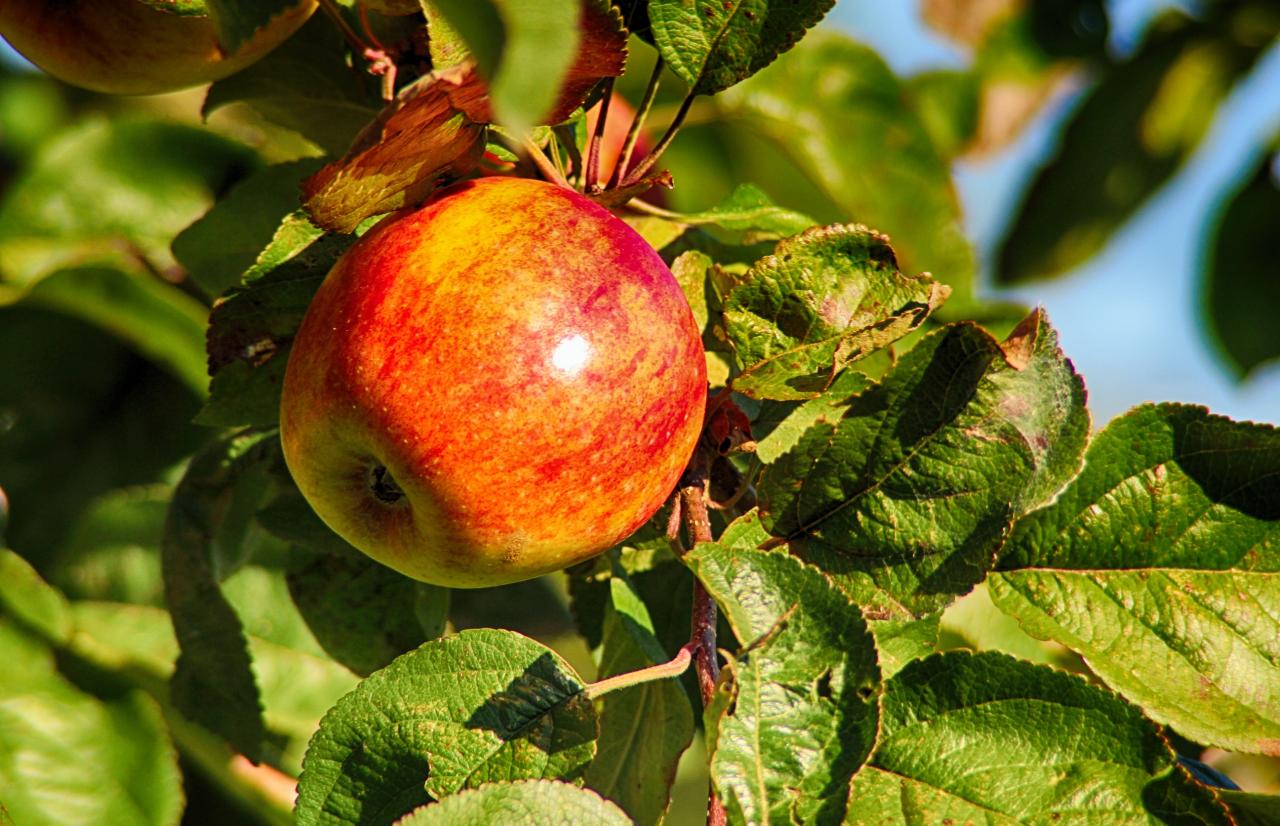 Merieux NutriSciences_Apples Merieux NutriSciences_Apples