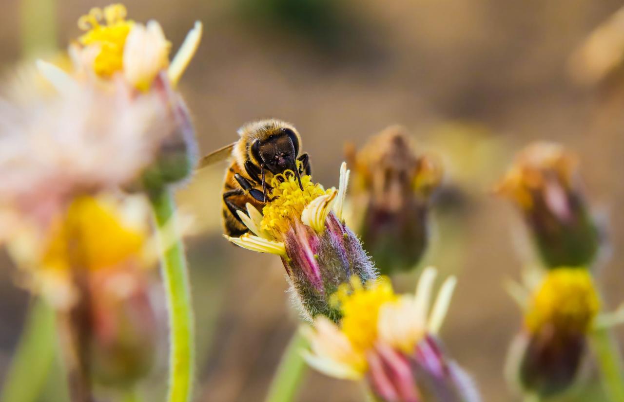 Mérieux NutriSciences_Bee Mérieux NutriSciences_Bee