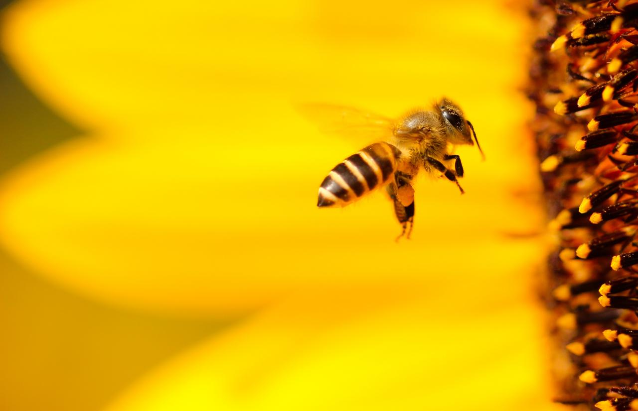 Mérieux NutriSciences_bees.jpg