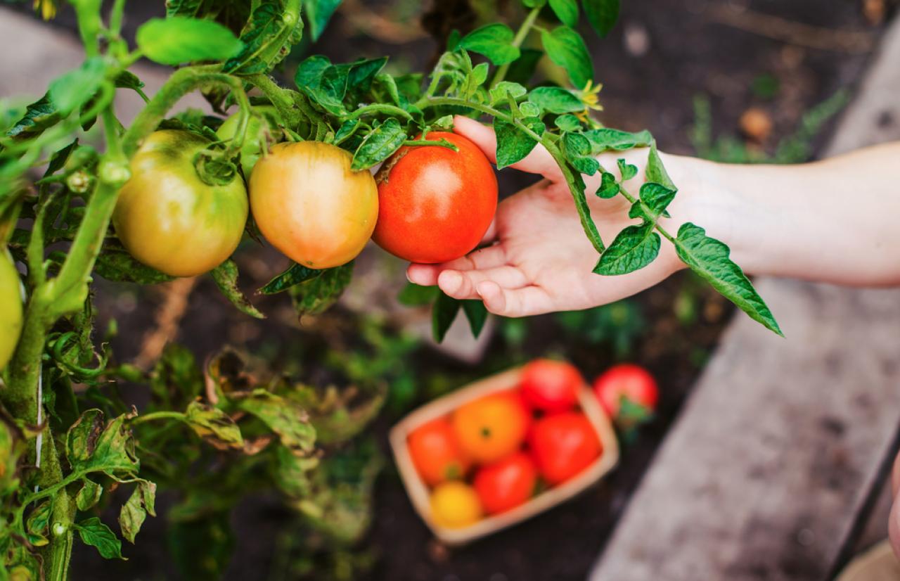Mérieux NutriSciences_GMO Mérieux NutriSciences_GMO