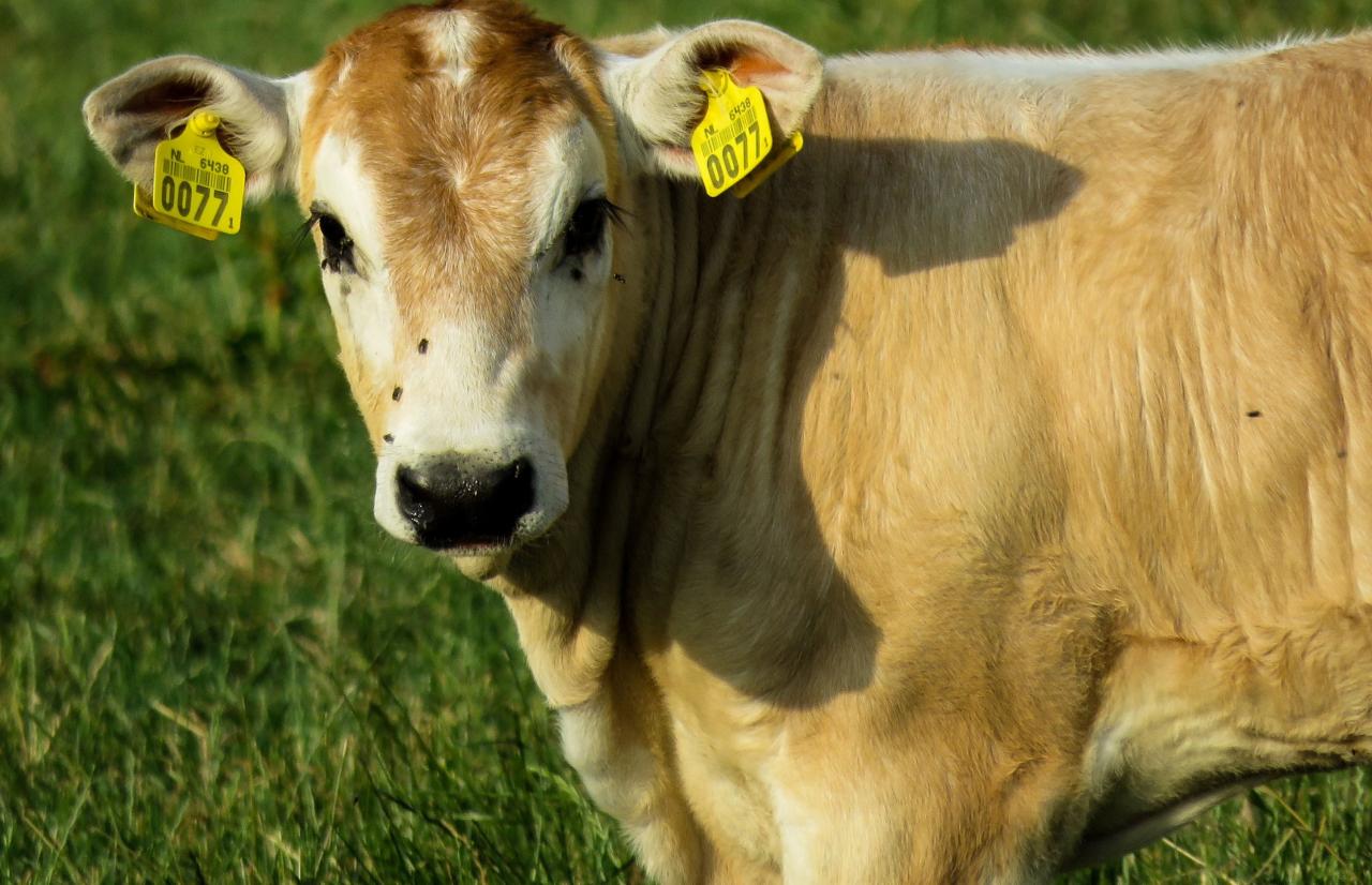 Mérieux NutriSciences_Cattle Mérieux NutriSciences_Cattle