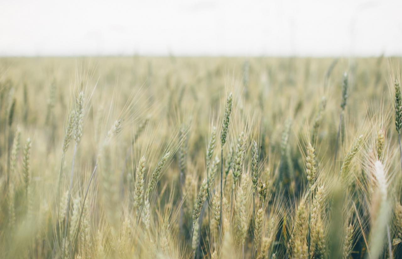 Mérieux_NutriSciences_Cereals Mérieux_NutriSciences_Cereals