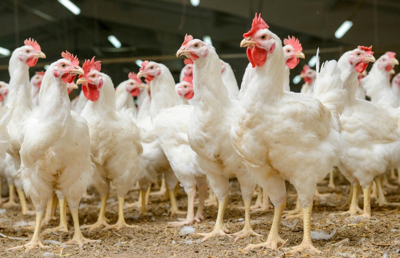 Mérieux_NutriSciences_Chicken Mérieux_NutriSciences_Chicken