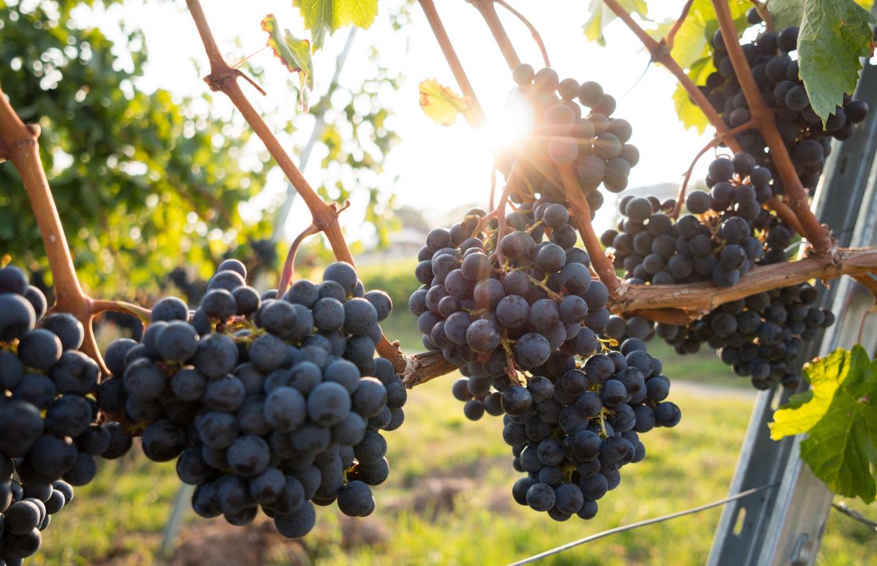 Mérieux NutriSciences_Grapes Mérieux NutriSciences_Grapes