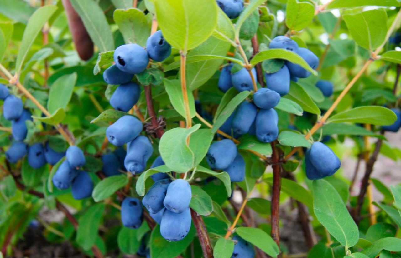 Mérieux_NutriSciences_HaskapBerries Mérieux_NutriSciences_HaskapBerries