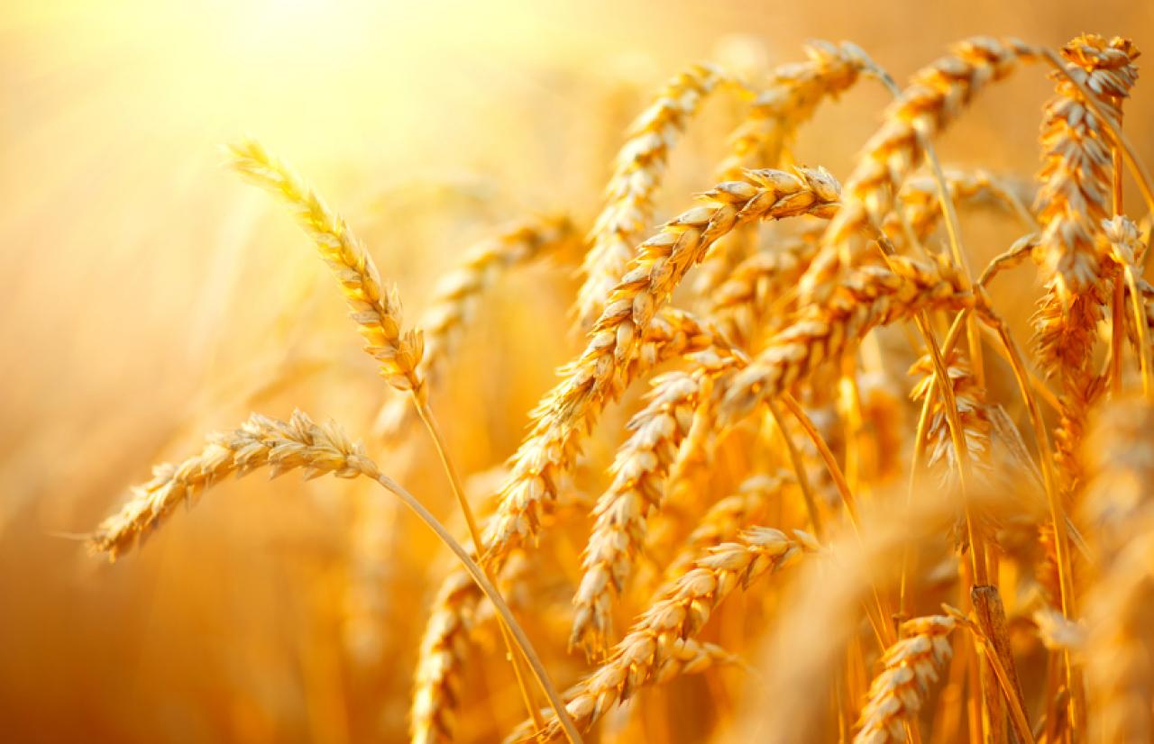 Mérieux NutriSciences_Wheat Mérieux NutriSciences_Wheat