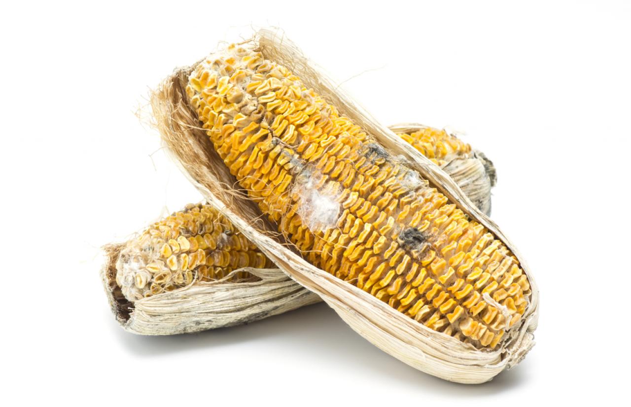 Moldy corn_Mérieux NutriSciences